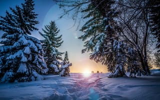 Картинка Зима, Тропинка, Солнечный Свет, Снег, Природа, Деревья