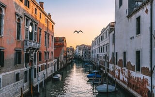 Картинка Венеция, Города, Канал, Чайка, Италия, Река
