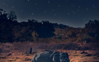 Картинка Животные, Дикая Природа, Африканский Слон, Слон