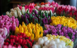 Картинка Букеты, Цветы, Разноцветный, Тюльпаны