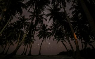 Картинка Мальдивы, Природа, Звездное Небо, Тропики, Ночь, Пальмы