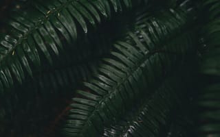 Картинка Листья, Растение, Папоротник, Зеленый, Макро