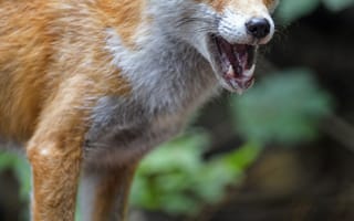 Картинка Животные, Морда, Пасть, Лиса, Хищник