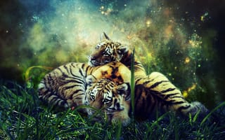 Картинка Тигры, Животные, Детеныши, Фотошоп, Дикая Природа