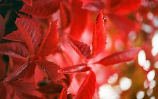 Картинка Природа, Осень, Красный, Листья, Растение, Ветки, Плющ