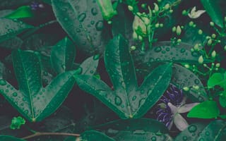 Картинка Капли, Растение, Влага, Растительность, Зеленый, Макро, Лист