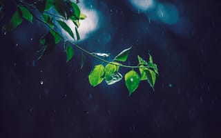 Картинка Листья, Дождь, Ветка, Макро, Блики