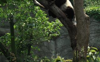 Картинка Животные, Дерево, Сон, Панда
