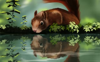 Картинка Арт, Отражение, Зверь, Белка