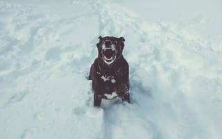 Картинка Животные, Снег, Оскал, Собака