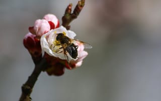 Картинка Макро, Ветка, Опыление, Пчела, Весна