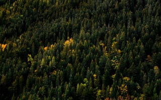 Картинка Природа, Деревья, Осень, Верхушки, Лес, Вид Сверху