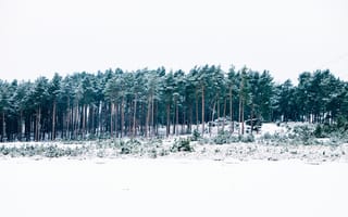 Картинка Зима, Природа, Деревья, Лес