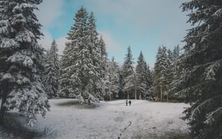 Картинка Люди, Зима, Снег, Лес, Деревья, Природа