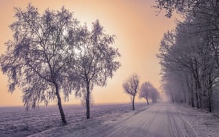 Картинка Зима, Природа, Снег, Деревья, Туман, Дорога
