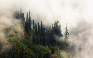 Обои Природа, Деревья, Лес, Возвышенность, Туман
