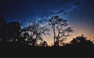 Картинка Деревья, Небо, Темные, Звезды, Ночь