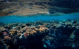 Картинка Природа, Кораллы, Подводный Мир, Океан, Водоросли