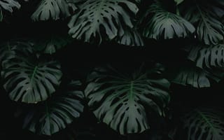 Картинка Природа, Растение, Зеленый, Темный, Лист