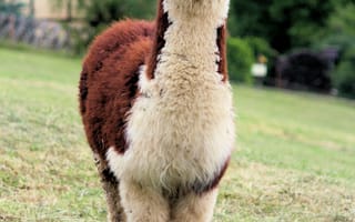 Картинка Животные, Дикая Природа, Животное, Забавный, Лама, Милый