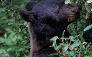 Картинка Животные, Растение, Медведь, Хищник, Ягода