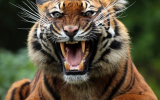 Картинка Тигр, Животные, Дикая Кошка, Оскал, Хищник