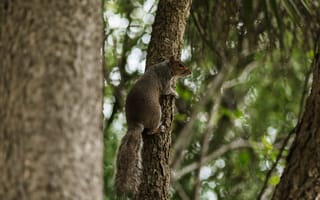Картинка Животные, Дерево, Белка Летяга, Белка