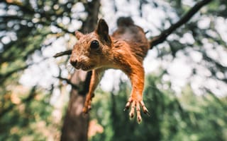 Картинка Животные, Белка, Лапки, Грызун, Забавный, Прыжок