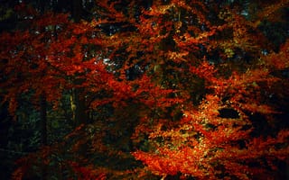 Картинка Природа, Деревья, Тени, Осень, Листья, Краски Осени, Ветки