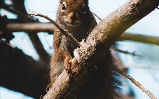 Картинка Животные, Пушистый, Белка, Животное, Ветка, Коричневый