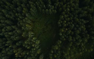 Картинка Природа, Деревья, Лес, Тропинка, Вид Сверху