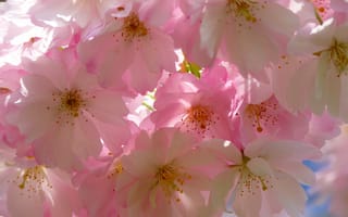 Картинка Цветы, Цветение, Японская Вишня