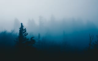Картинка Темные, Трава, Туман, Дерево