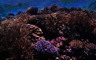 Картинка Кораллы, Природа, Риф, Морской, Подводный Мир