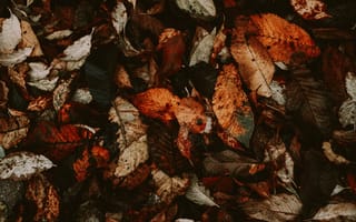 Картинка Осень, Листья, Опавший, Сухой, Листва, Макро