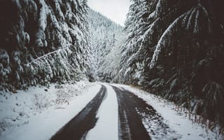 Картинка Зима, Природа, Дорога, Снег, Деревья