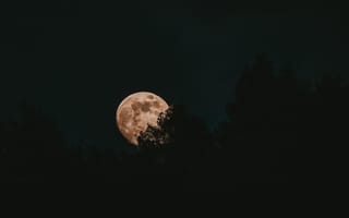 Картинка Луна, Деревья, Темные, Ночь, Полнолуние