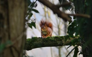 Картинка Животные, Дерево, Белка, Дикая Природа, Ветки