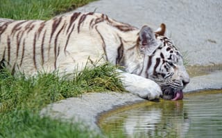 Картинка Животные, Тигр, Бенгальский Тигр, Профиль, Высунутый Язык