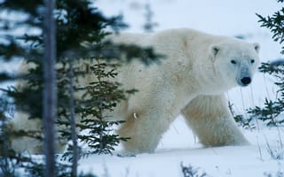 Картинка Животные, Зима, Медведь, Север, Снег, Лес