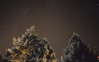 Обои Природа, Ночь, Блеск, Дерево, Звездное Небо