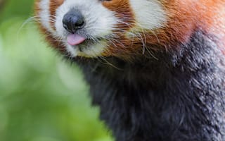 Картинка Животные, Животное, Высунутый Язык, Забавный, Красная Панда