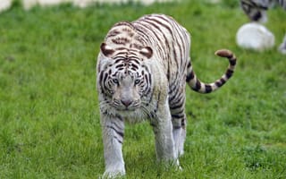 Обои Животные, Морда, Тигр, Бенгальский Тигр, Взгляд