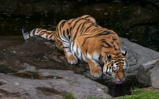 Картинка Животные, Большая Кошка, Высунутый Язык, Тигр