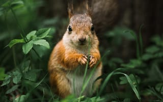 Картинка Животные, Пушистый, Животное, Грызун, Белка