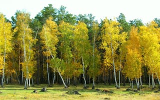 Картинка Пейзаж, Природа, Арыкбалык, Осень, Лес