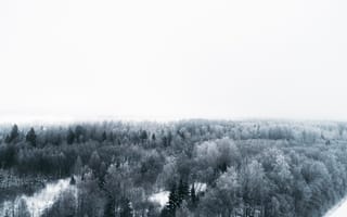Картинка Зима, Деревья, Минимализм, Белый, Вид Сверху