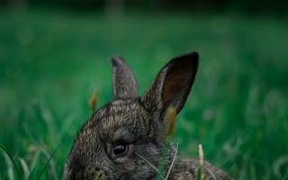 Картинка Животные, Трава, Животное, Зверек, Кролик