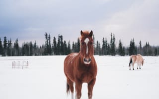 Картинка Животные, Зима, Лошадь, Лес, Снег
