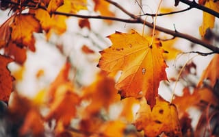 Картинка Природа, Осень, Лист, Ветки, Клен